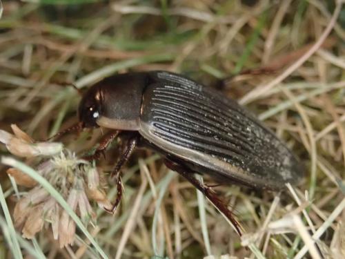 Dytiscus semisulcatus